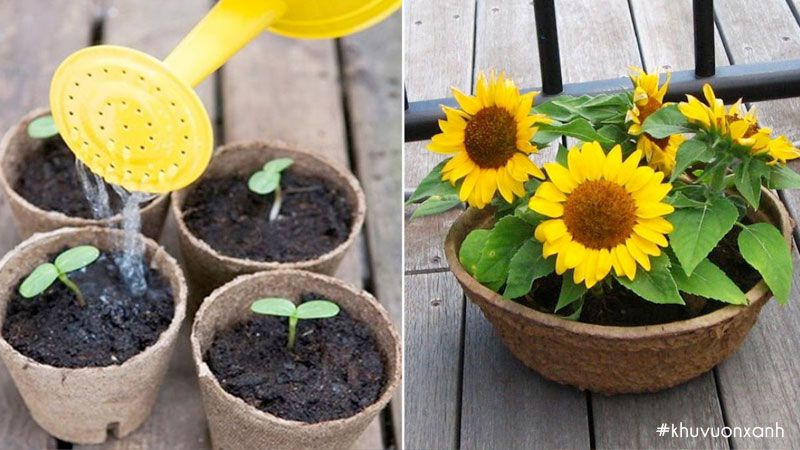 Cách trồng và chăm sóc hoa hướng dương