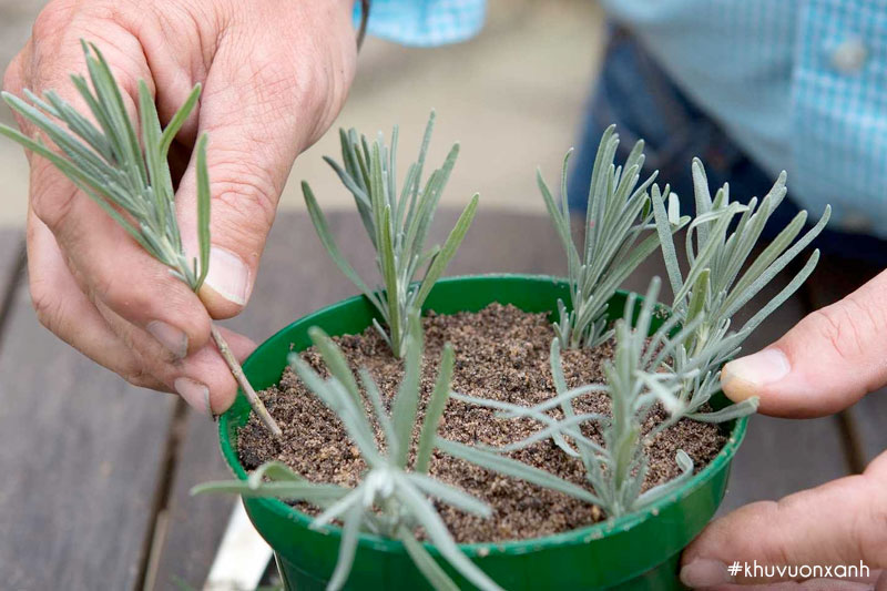 Cách trồng và chăm sóc hoa oải hương