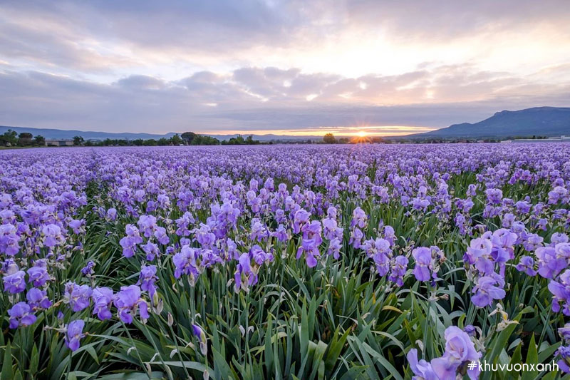 Cánh đồng hoa Diên vĩ