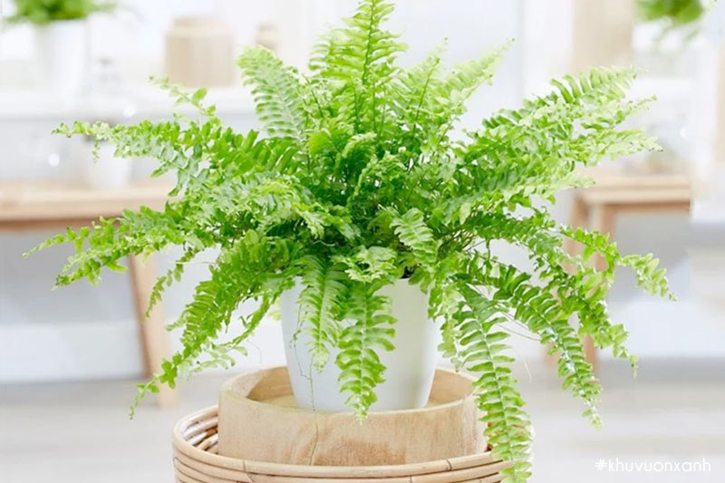 Cây dương xỉ cảnh