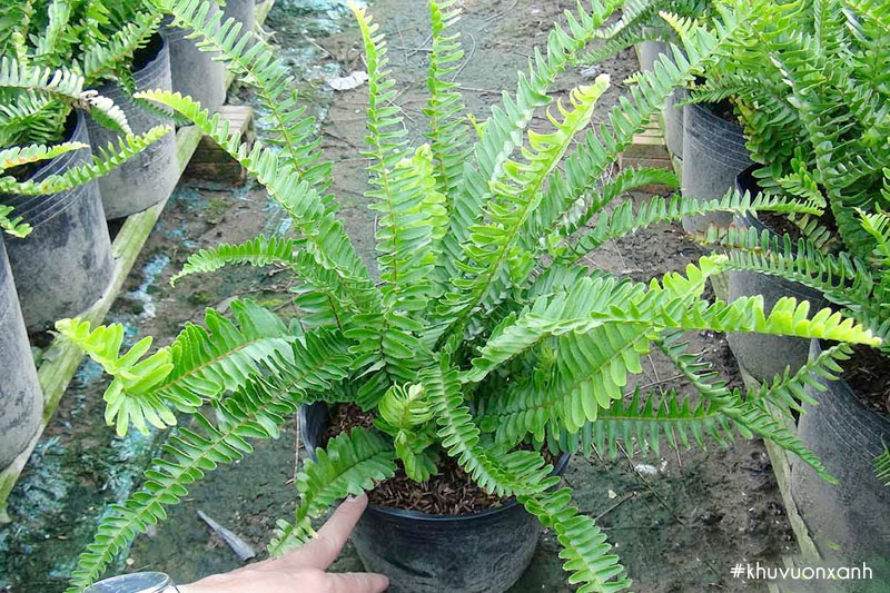 Cây dương xỉ cảnh tại vườn ươm