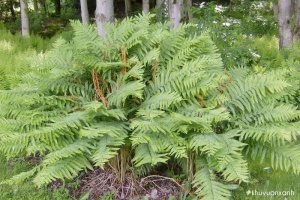 Cây Dương xỉ - Phân loại, ý nghĩa phong thủy và cách trồng chi tiết