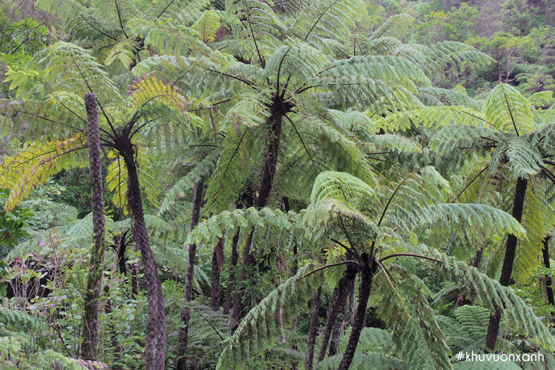 Cây dương xỉ rừng thân gỗ cổ đại