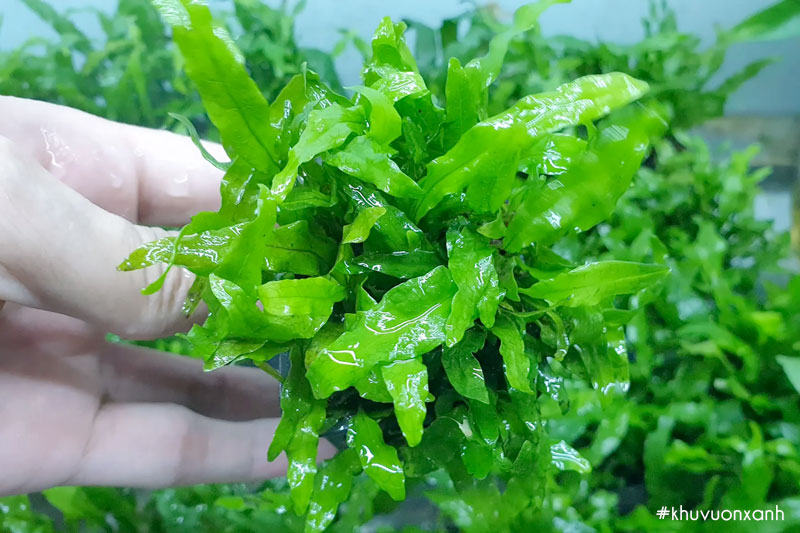 Cây dương xỉ thủy sinh trồng bể cá
