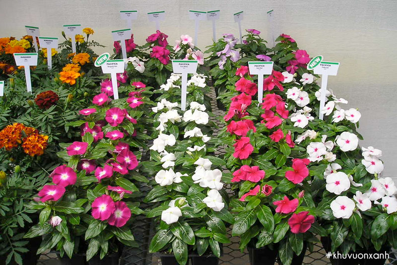 Cây giống Dừa cạn giá khá rẻ và dễ mua