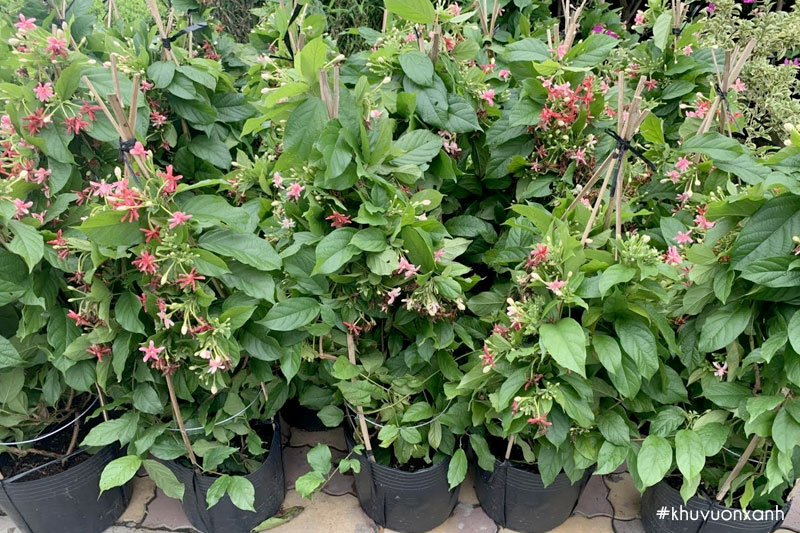 Mua cây giống hoa Sử quân tử khỏe mạnh, tươi tốt tại vườn ươm