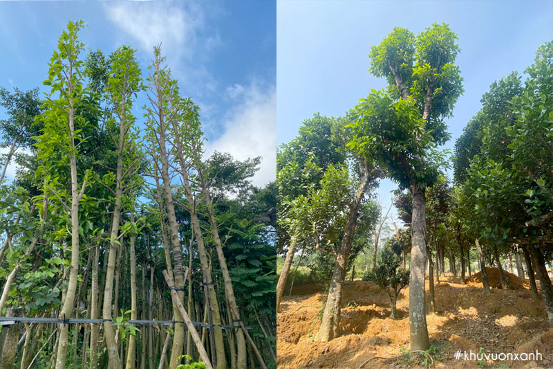 Cây giống hoa Ngọc lan công trình