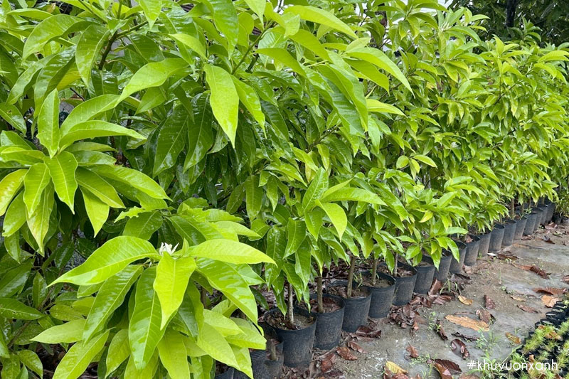 Cây giống Ngọc lan đạt chất lượng