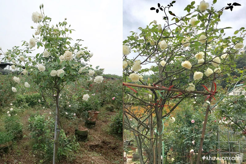 Mua giống cây hồng Bạch ho Nam Định ở vườn ươm