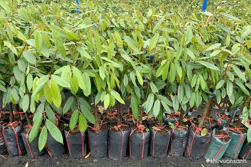 Cây giống sầu riêng Musang King - Malaysia