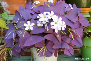 Cây Bướm đêm (Chua me đất lá tím) sở hữu vẻ đẹp độc lạ, thu hút