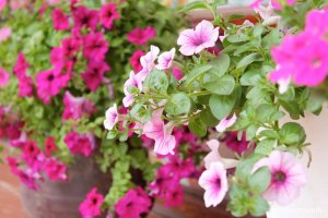 Hoa Dạ yến thảo - Hoa đẹp cho mọi không gian