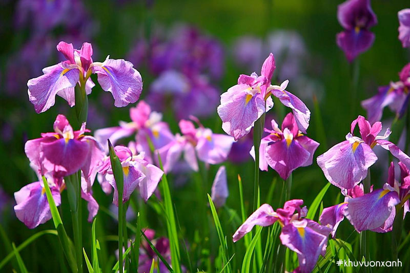 Hoa diên vĩ hay còn được gọi là hoa Iris trong tiếng Anh