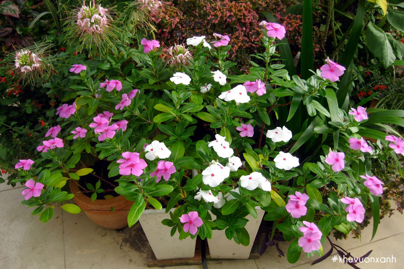 Hoa Dừa cạn đứng