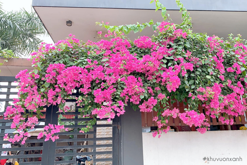 Hoa giấy màu tím mộng mơ