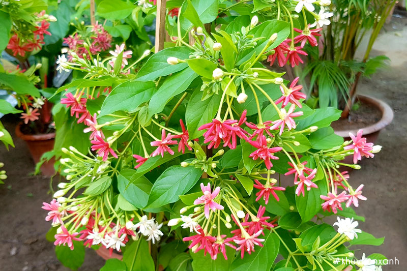 Hoa sử quân tử có tên khoa học là Combretum indicum