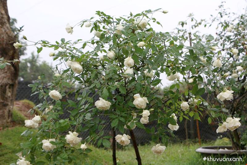 Hồng Bạch ho được trồng rất nhiều ở Việt Nam