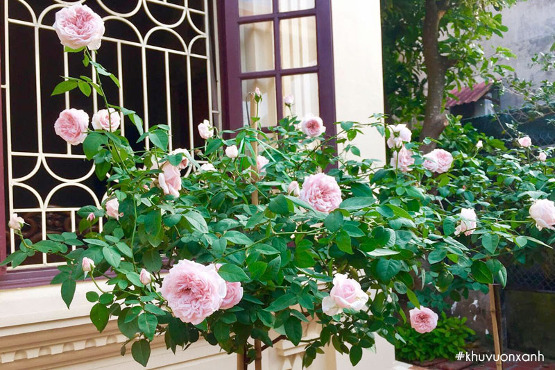 cay-hoa-hong-co-van-khoi-dang-tree-trong-trang-tri.jpg