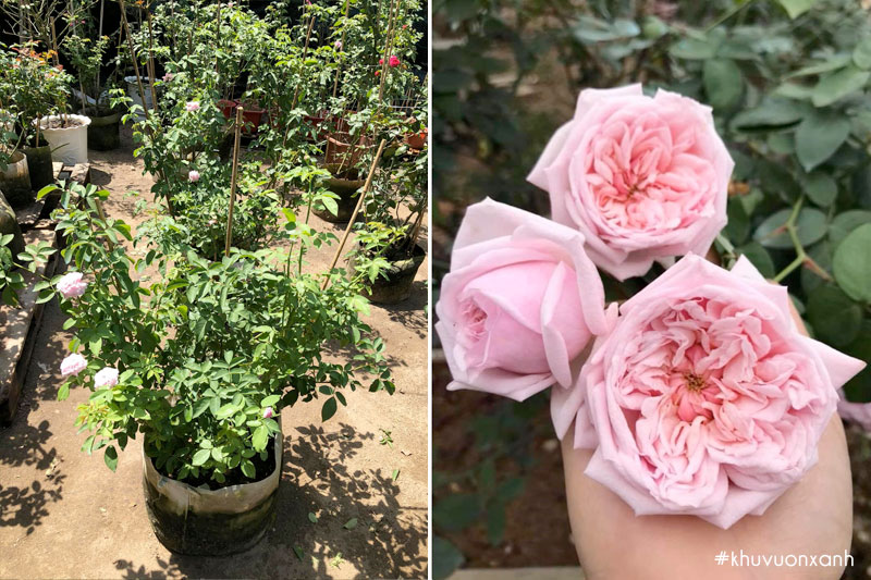 cay-hoa-hong-van-khoi-thai.jpg