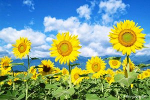 Cây hoa Hướng dương - Đặc điểm, Phân loại, Ý nghĩa, Công dụng và Cách trồng