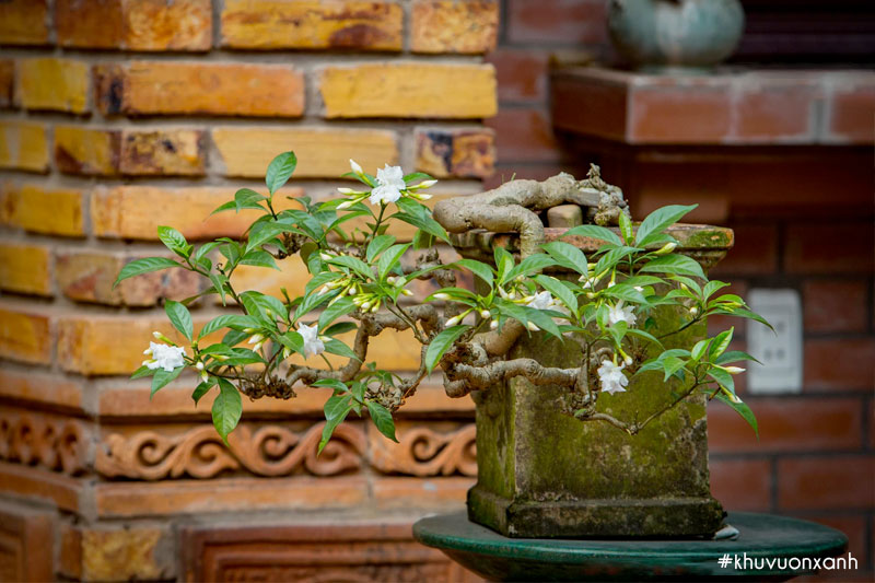 Cây ngọc bút bonsai, cổ thụ