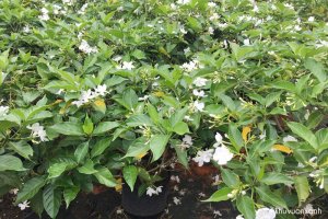 Cây hoa Ngọc bút: Đặc điểm, Ý nghĩa và Cách chăm sóc cây luôn sai hoa