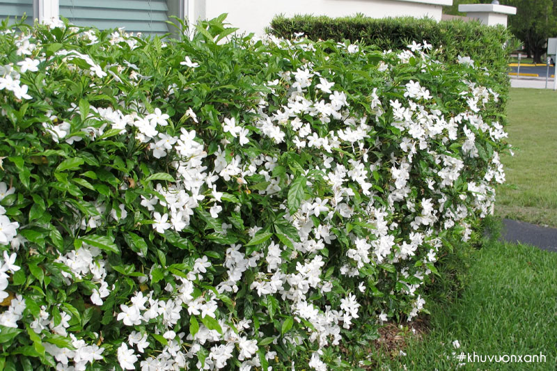 Cây ngọc bút thường được trồng để trang trí cảnh quan