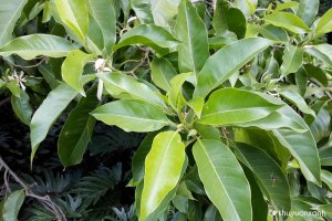 Cây hoa Ngọc lan - Loài hoa với hương thơm nồng nàn mê đắm lòng người