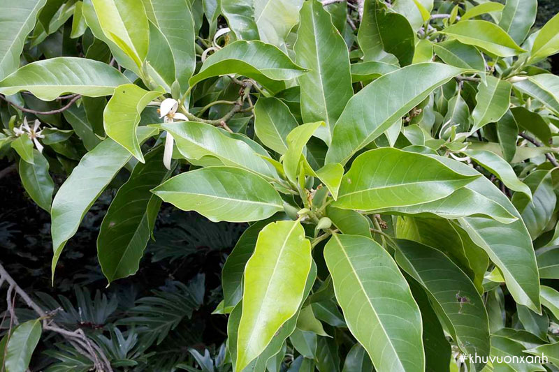 Cây Ngọc lan có tên khoa học là Michelia alba