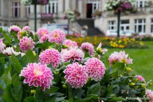 Cây hoa Thược dược - Sứ giả của mùa Xuân mang đến sự sung túc đủ đầy