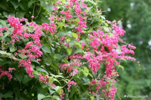 Cây hoa Tigon - Hoa đẹp leo giàn che nắng, thu hút mọi ánh nhìn