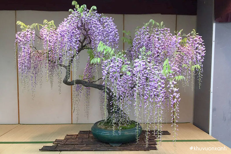 cay-hoa-tu-dang-bonsai