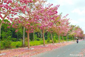 Cây kèn hồng: Nguồn gốc, Đặc điểm và Cách trồng chăm sóc đơn giản nhất