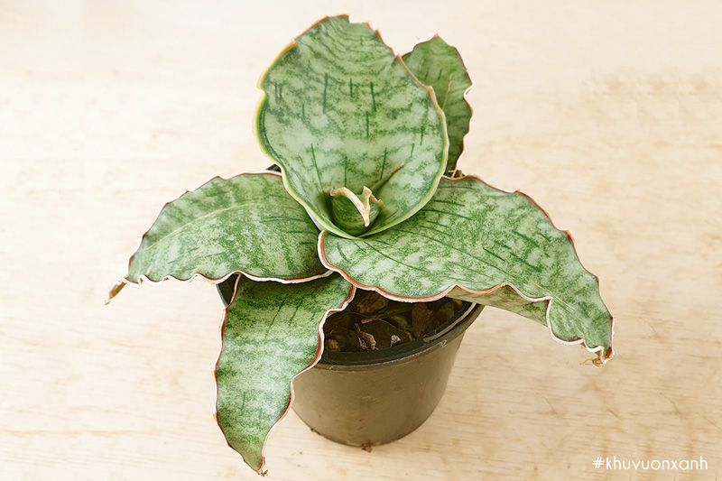 Cây lưỡi báo Sansevieria kirkii