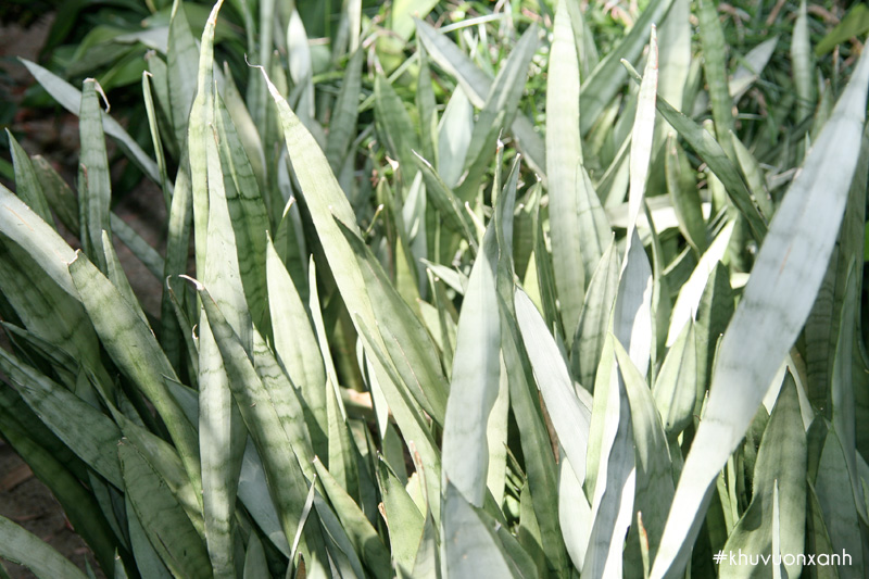Cây lưỡi hổ bạc dài Sansevieria trifasciata silver queen