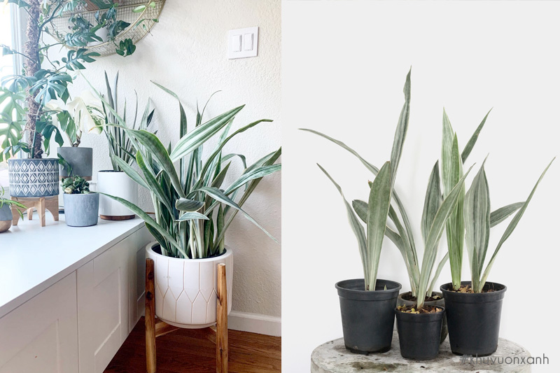 Lưỡi hổ bạc sọc dài Sansevieria metallica siam silver
