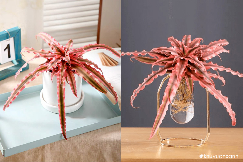 Cây lưỡi hổ đỏ