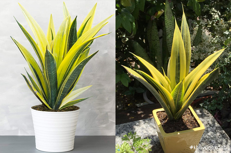 Cây Lưỡi hổ hoàng kim Sansevieria trifasciata gold flame