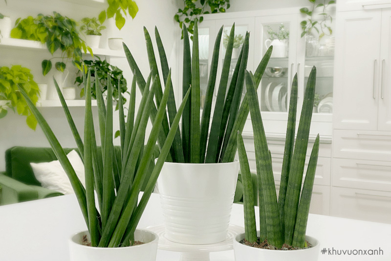 Cây lưỡi hổ nanh heo Sansevieria trifasciata cylindrica