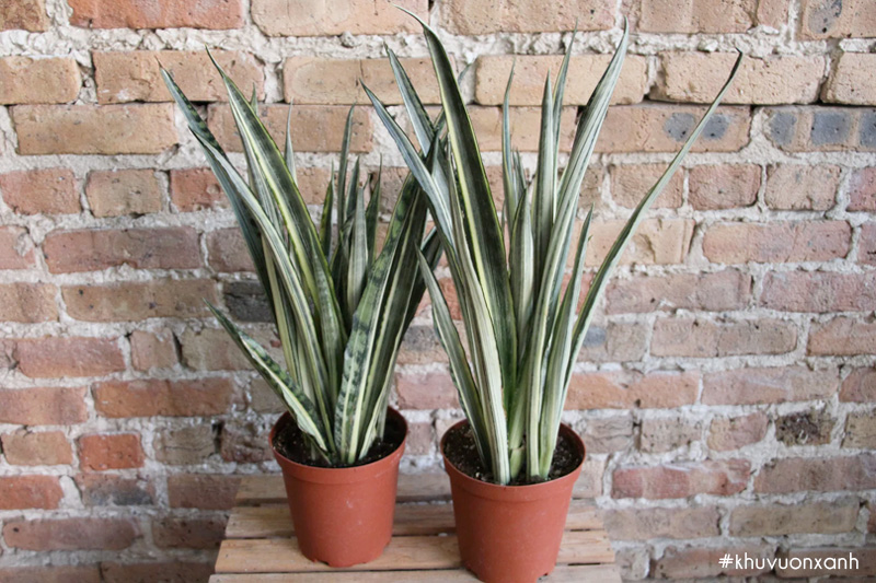 Cây lưỡi hổ sao ban Sansevieria bantels sensation