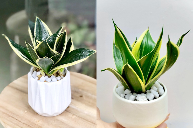 Cây lưỡi hổ Thái xanh để bàn