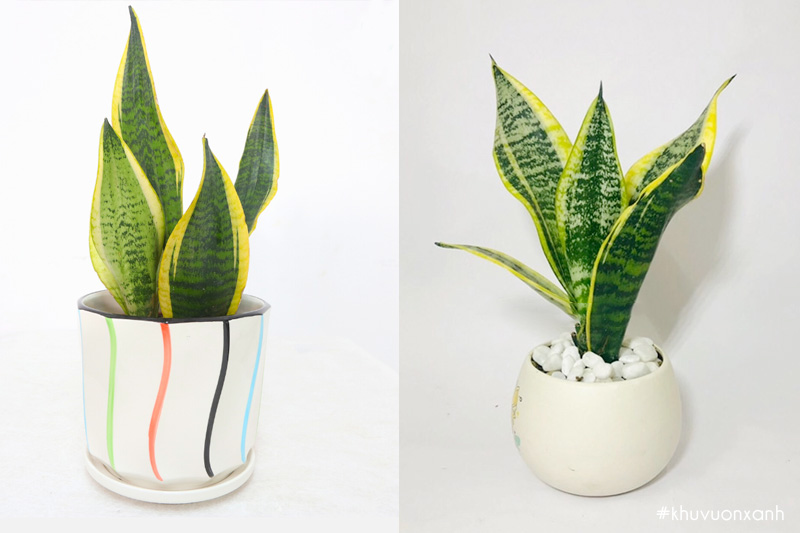 Cây lưỡi hổ Thái