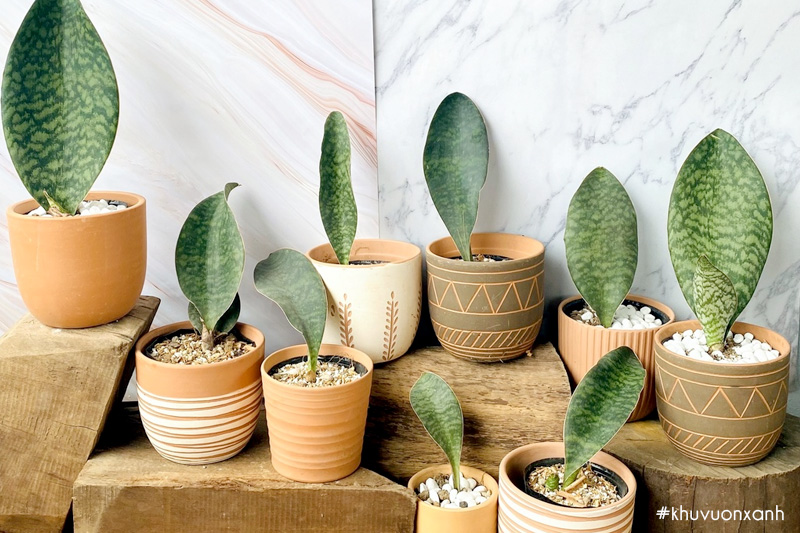 Cây lưỡi hổ vây cá voi Sansevieria masoniana whale fin