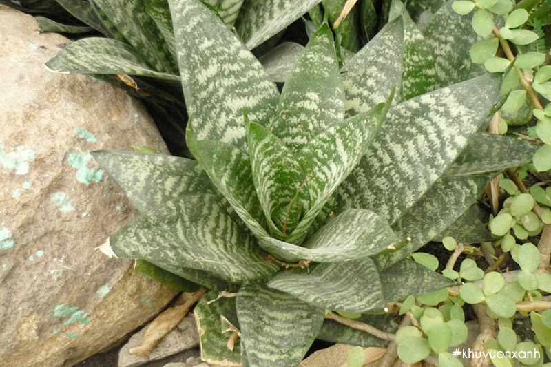 Cây lưỡi mèo Sansevieria black star