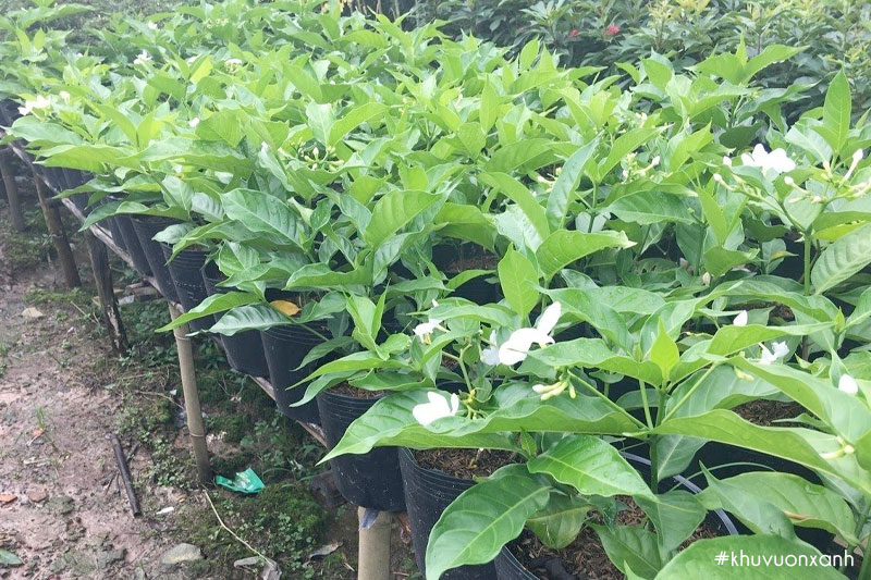 Cây giống Ngọc bút khỏe mạnh, đạt tiêu chuẩn tại Vườn ươm