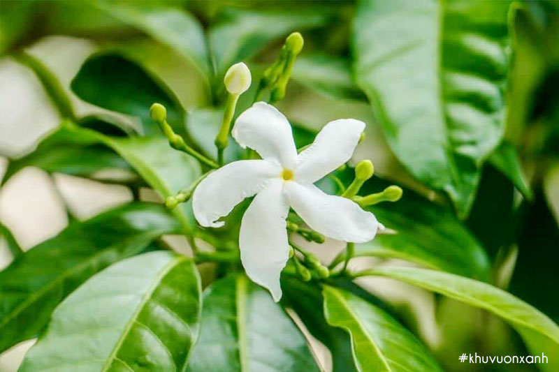 Hoa Ngọc bút cánh đơn