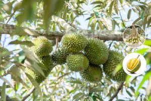 Cây Sầu riêng Musang King - Trái cây ngon nhất của Đông Nam Á có gì HOT