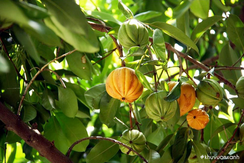 Tai chua có tên khoa học là Garcinia cowa