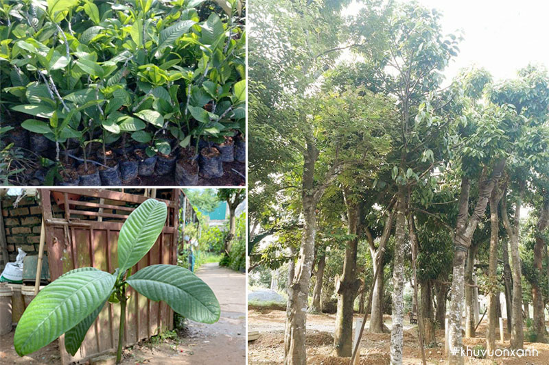 Cây tai chua giống tại vườn ươm