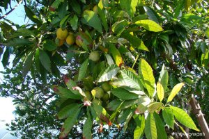 Cây Trứng gà (Lêkima) trồng làm cảnh, nhanh ra trái